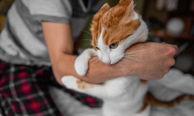 Βρετανία: Σπάνια λοίμωξη προκάλεσε το δάγκωμα μιας αδέσποτης γάτας σε 48χρονο άνδρα