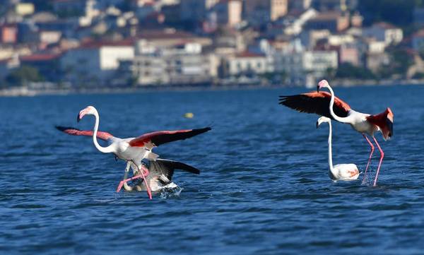Μοναδικό! Φλαμίνγκο παίζουν στα φιλόξενα νερά του Ναυπλίου (photos)
