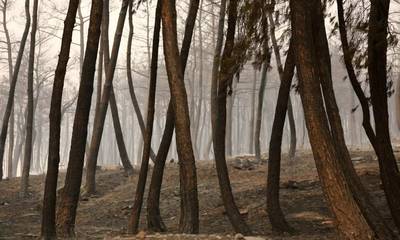 Φωτιά στον Έβρο: Εντοπίστηκαν 18 απανθρακωμένοι μετανάστες στο δάσος της Δαδιάς