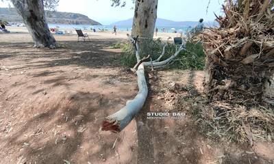 Ναύπλιο: Τραυματίστηκε λουόμενος από πτώση μεγάλης κλάρας δέντρου (photos)