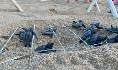 Παγκόσμιο ρεκόρ 37 χρόνων αναπαραγωγικής ζωής για θαλάσσια χελώνα