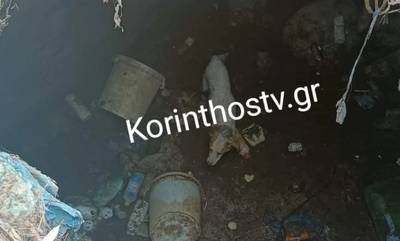 Κορινθία: Πυροσβέστες έσωσαν σκύλο που έπεσε σε φρεάτιο στη Νεμέα