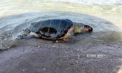 Ναύπλιο: Μεγάλη θαλάσσια χελώνα ξεβράστηκε νεκρή στην παραλία Καραθώνας