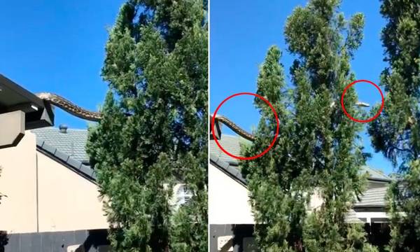 Τρομακτικό βίντεο με πύθωνα 5 μέτρων να κάνει... βόλτα στη στέγη σπιτιού στην Αυστραλία