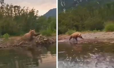 Έξαλλη αρκούδα επιτέθηκε σε τουρίστες