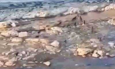 Βίντεο που κόβει την ανάσα: Αγέλη άγριων σκύλων κυνηγά αγόρι σε παραλία
