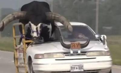 ΗΠΑ: Άνδρας οδηγούσε έχοντας δίπλα έναν ταύρο