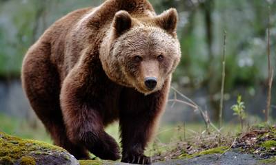 Πάτρα: 67χρονος περιγράφει την επίθεση από αρκούδα - «Επεισα το θηρίο να μου χαριστεί»