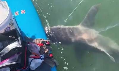 Αντί για ψάρι έπιασε καρχαρία 2,5 μέτρων (video)