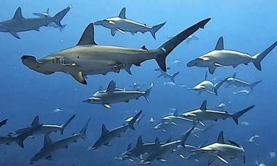 Πάνω από 100 καρχαρίες περικυκλώνουν δύτες