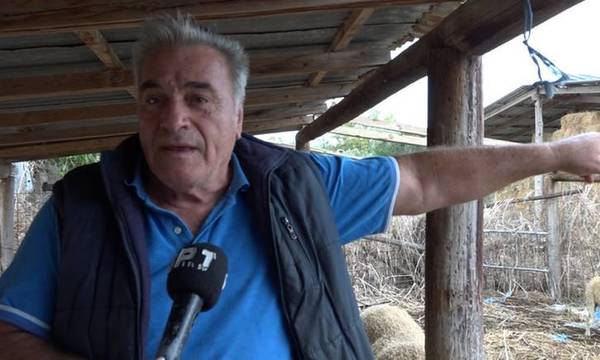Πύργος: Κατέστρεψε κτηνοτροφική εγκατάσταση η κακοκαιρία «Daniel» στο Επιτάλιο
