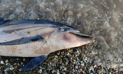 Αργολίδα: Νεκρό δελφίνι στην παραλία της Νέας Κίου