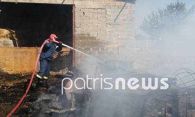 Ηλεία: Φωτιά σε στάβλο στα Λεχαινά - Παραλίγο να καούν δεκάδες ζώα