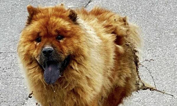 Απίστευτη κτηνωδία στα Χανιά: Έριξαν καυστικό υγρό στην πλάτη σκύλου