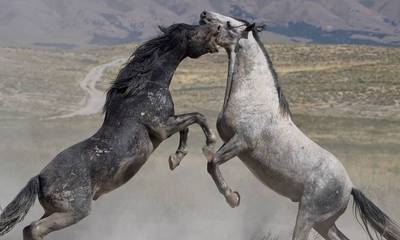 Άγρια άλογα σε μονομαχία