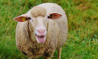 Μαγνησία: Πρόβατα έφαγαν 100 κιλά χασίς και «την άκουσαν»