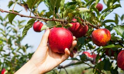 Αρκαδία: Κακή χρονιά για τα μήλα