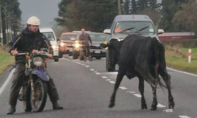 Αγελάδα προκαλεί χάος σε δρόμο και… τρομάζει κόσμο