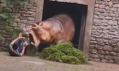 Αγριεμένος... ιπποπόταμος επιτέθηκε σε φύλακα ζωολογικού κήπου