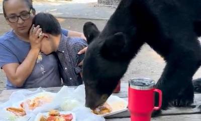 Μεξικό: Αρκούδα έκανε... ντου σε οικογένεια την ώρα που έκανε πικνικ