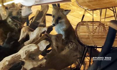 Ναύπλιο: Μια πανέμορφη αλεπού «βολτάρει» στις καφετέριες της πόλης (video)