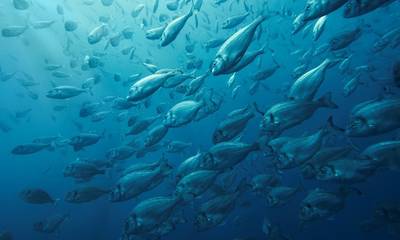 Γαλάζια Ρότα: Τοπικές στρατηγικές Προγράμματος Αλιείας Θάλασσας και Υδατοκαλλιέργειας