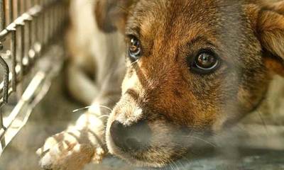 Κατασκευή καταφυγίου για αδέσποτα ζώα συντροφιάς στη Μάνη