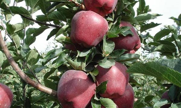 Κορινθία: Καλή η χρονιά για τα μήλα Μάννα