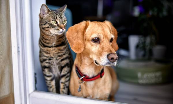 Ζώα συντροφιάς: Τι προβλέπει ο νόμος για τα σκυλιά και τις γάτες στις πολυκατοικίες