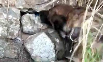 Αστυνομικός σκύλος ξετρυπώνει ναρκωτικά στην Πύλο (video)