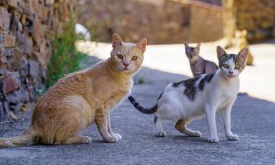 Κτηνωδία: Σκότωσαν πάνω από 10 αδέσποτες γάτες στην Πάτρα