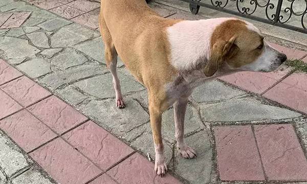 Αλητεία με αδέσποτη σκυλίτσα έξω από σχολείο της Καβάλας - Δείτε τι φάνηκε αστείο στους δράστες