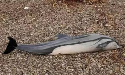 Πάτρα: Νεκρό δελφίνι εντοπίστηκε στην παραλία του Ρίου