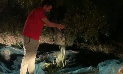Εύβοια: Είχαν απλώσει πανιά και έκλεβαν ελιές σε χωράφι στις 12 τα μεσάνυχτα (video)
