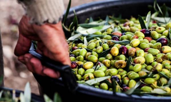 Στα 50€ το μεροκάματο ελιάς στη Λακωνία - Τραγικές οι ελλείψεις σε εργατικά χέρια