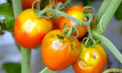 Λακωνία: Καστανή ρυτίδωση σε καλλιέργεια ντομάτας