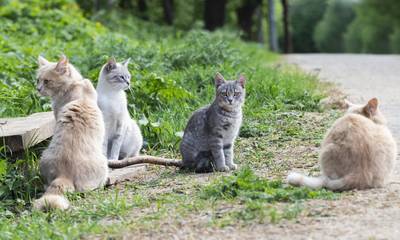 Στειρώσεις σε αδέσποτες γάτες στο Ξυλοκάστρο