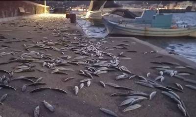 Απίστευτες εικόνες: Κοπάδια ψαριών ξεπήδησαν στην στεριά σε Άνδρο και Κουφονήσια