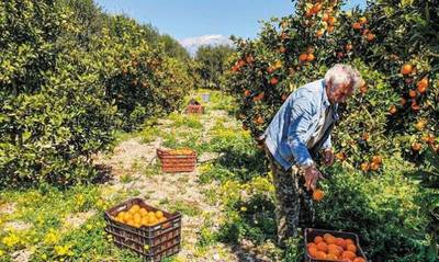 Πορτοκάλι: Η Αργολίδα δεν πουλάει για να διαμορφώσει καλή τιμή για τους παραγωγούς