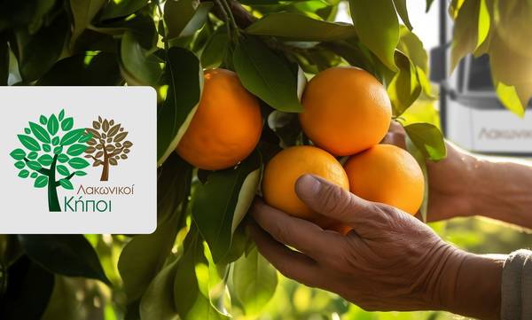 Λακωνικοί κήποι: Τρόποι στήριξης των παραγωγών πορτοκαλιού της Αργολίδας