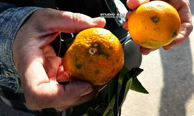 Αργολίδα: Μανταρίνια, πορτοκάλια και ελιές χτυπήθηκαν από χαλάζι! (photos-video)