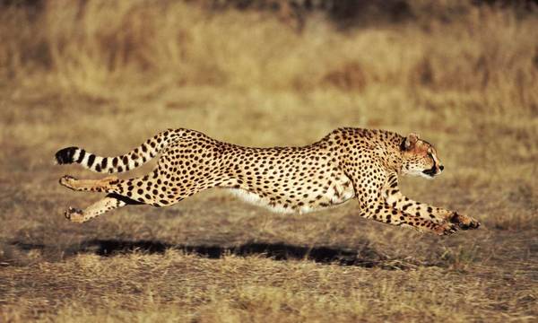 Ποια είναι τα πιο γρήγορα ζώα στη Γη;