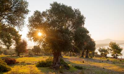 Bαθύπλουτος σεΐχης από τα Αραβικά Εμιράτα με 40.000 ελαιόδενδρα σε Αργολίδα και Μεσσηνία