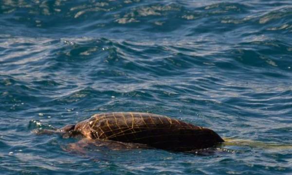 Ναύπλιο: Νεκρή θαλάσσια χελώνα, τυλιγμένη σε δίχτυα (video)