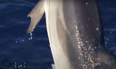 «Πέλαγος»: Σπάνιο δελφίνι με «αντίχειρες» εντοπίστηκε στον Κορινθιακό Κόλπο