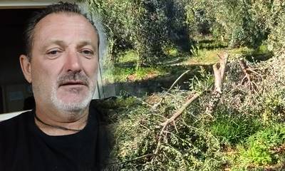 Λακωνία: Tι λέει στο notospress o αγρότης που του έκοψαν κι έκλεψαν τις ελιές!