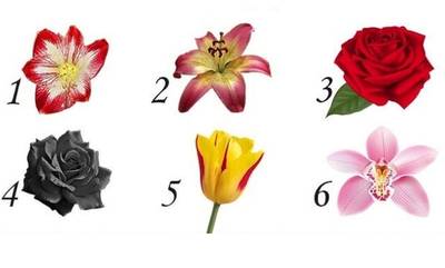 Ψυχολογικό τεστ: Διάλεξε το λουλούδι που σου αρέσει και δες τι αποκαλύπτει για σένα
