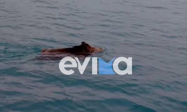 Αγριογούρουνο απόλαυσε το μπάνιο του σε θάλασσα της Χαλκίδας (video)