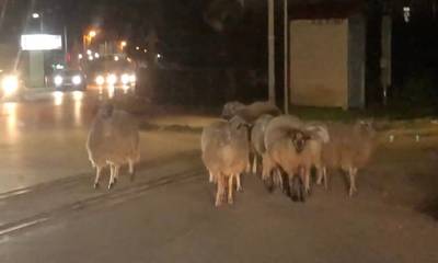 Πρόβατα «έκοβαν» βόλτες στον Πύργο (video)