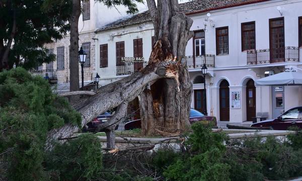 Ναύπλιο: Ισχυροί άνεμοι «γκρέμισαν» μεγάλο δέντρο (photos - video)